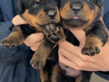 Precious Rottweiler puppies