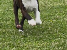 Kennel müüb Bostoni terjeri kutsikaid.