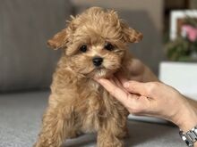 Registreeritud Maltipoo kutsikad otsivad uut kodu.