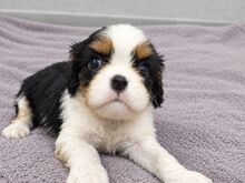 Cavalier King Charles spanjeli kutsikad!