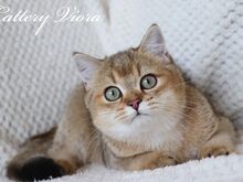 Британский котёнок