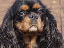Cavalier King Charles kutsikad
