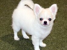 Chihuahua