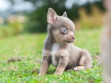 Chihuahua kutsikad