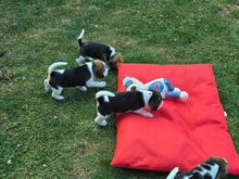 BEAGLE