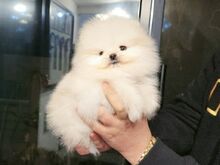 Pomeraniani