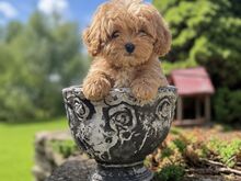 Maltipoo emane kutsikas