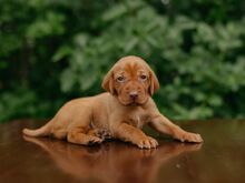 Vizsla / Ungari lühikarvalise linnukoera kutsikad