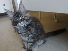 Maine Coon