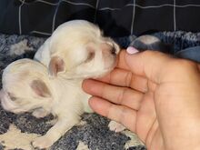 Malteze