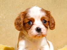CAVALIER KING CHARLES SPANIAL
