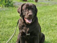 Labradori Retriiver  FCI/EKL