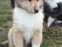 Щенки длинношерстного колли