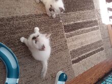 Ragdoll kassipojad saadaval