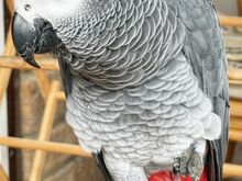 Beautiful African grey parrots
