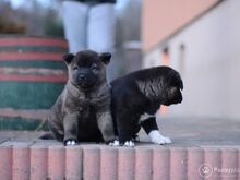 Akita kutsikad