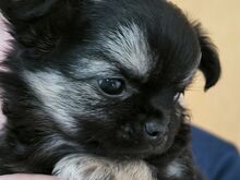 Väga ilus isane mini Chihuahua kutsikas