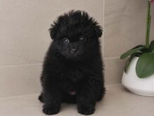 Pomopoo