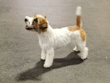 Jack Russell