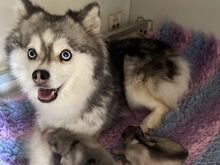 Pomsky Kutsikad | Kennelklubis Registreeritud