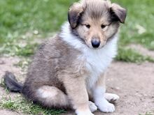 Pikakarvaline collie kutsikad