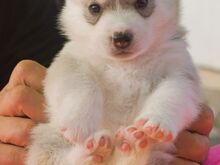 Siberi husky kutsikad