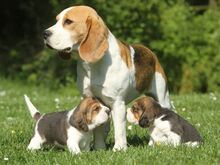 Beagle'i kutsikad