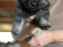 Keeshond