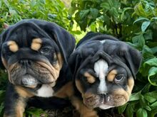 English bulldog puppies