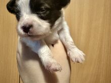 Papillon