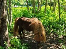 Ponid
