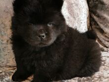 Chow chow kutsikad
