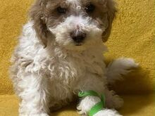 Beautiful Toy Poodle Puppies