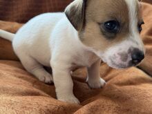Jack Russell terjeri kutsikas
