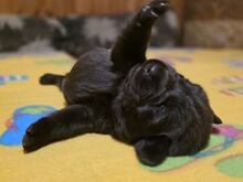 Labradori retriiveri kutsikad FCI