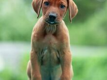 Rodeesia Ridgeback kutsikad