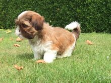 Shih Tzu kutsikad