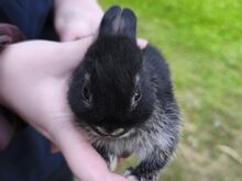 Kääbusküüliku pojad