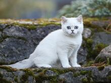 Голубоглазая девочка скоттиш-страйт