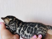 Бенгальские котята