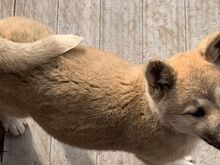 Akita kutsikad