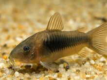 Corydoras  aeneus  dark