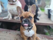 Isane prantsuse buldog
