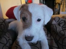 Jack Russel Terrier
