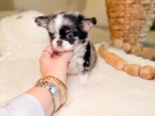 Chihuahua Kutsikad | Kennelklubis Registreeritud