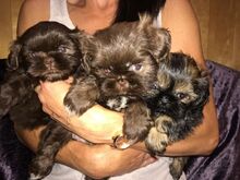 Shih Tzu kutsikad
