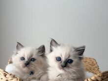Ragdoll-kassipojad