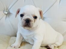 Prantsuse Buldog