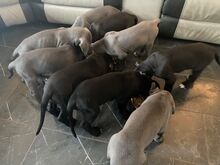 Saksa dogi kutsikad.