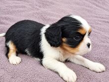Cavalier King Charles spanjeli kutsikad!